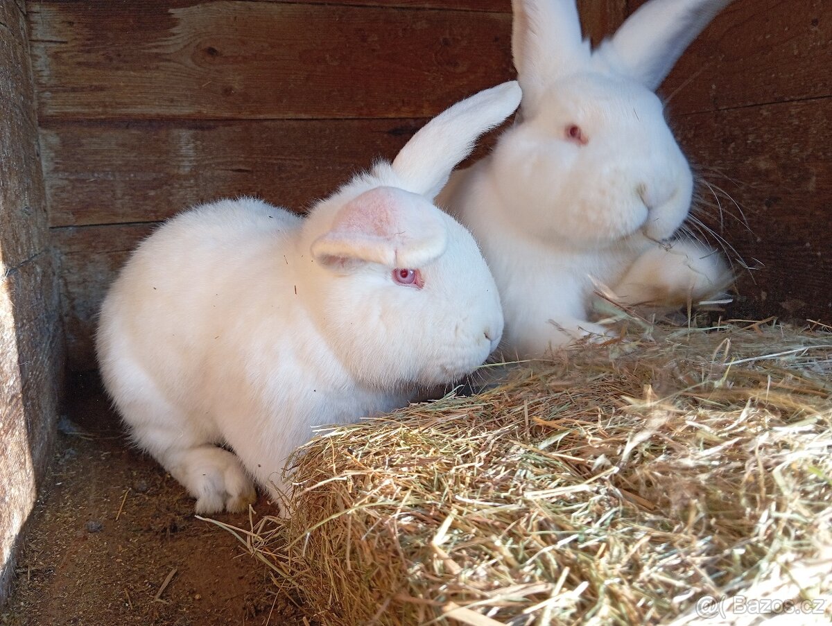 Králík do chovu ( Samice) - 2