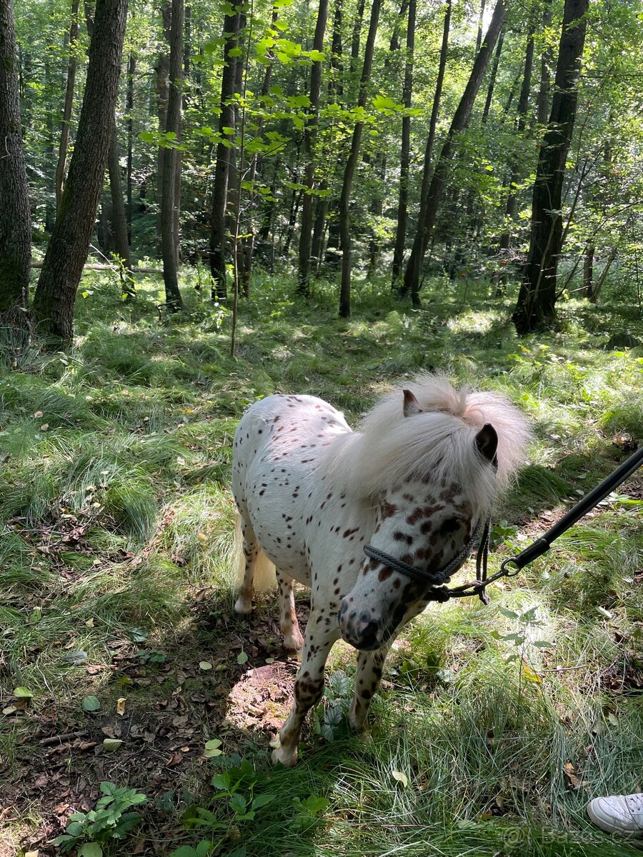 Prodej mini ponyho - 2