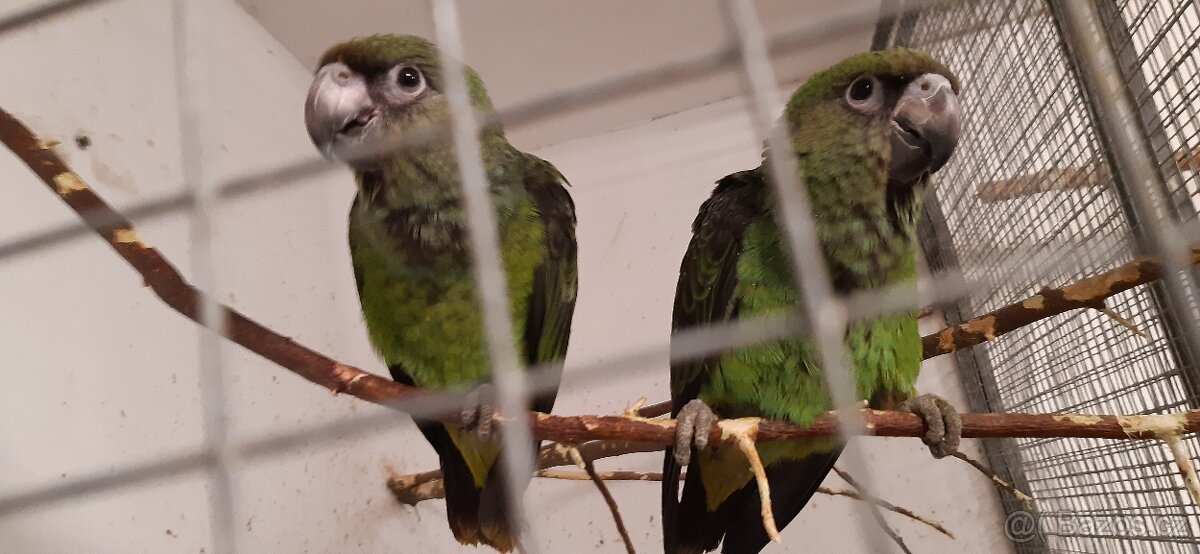 Papoušek konžský - 2