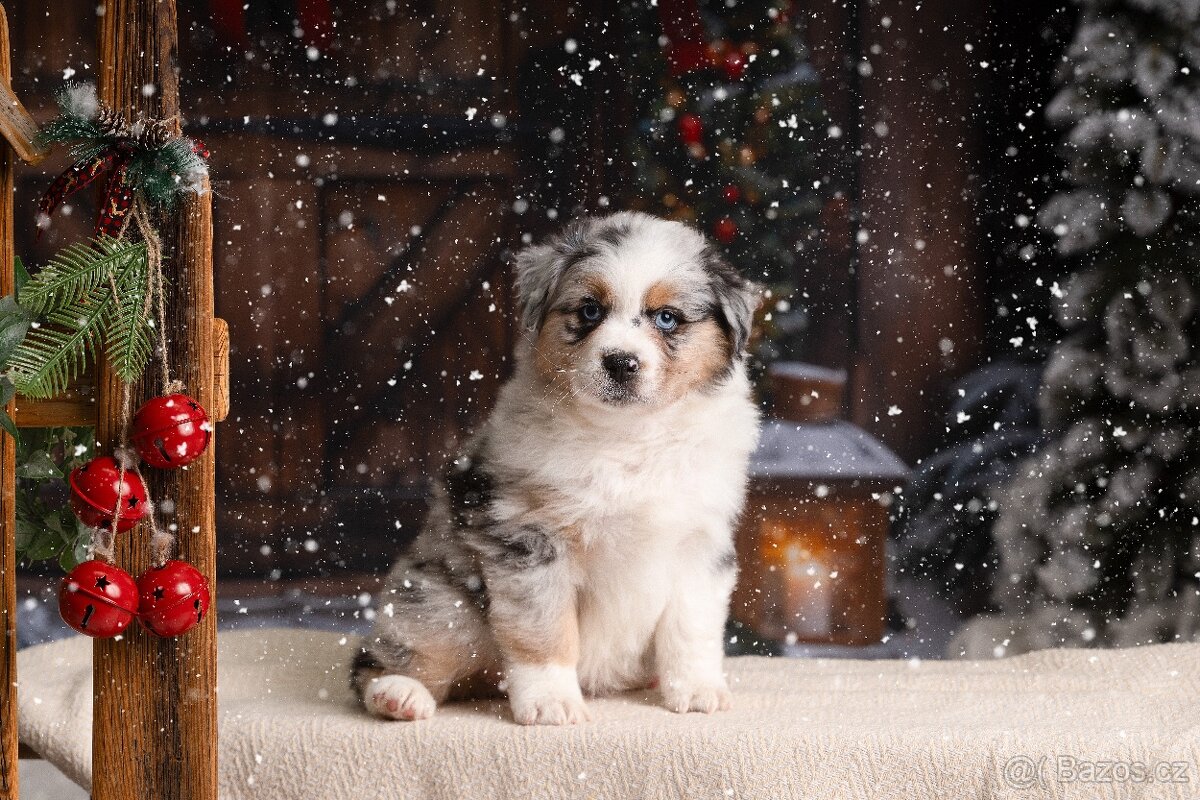 Australský ovčák štěňátka s PP - 2