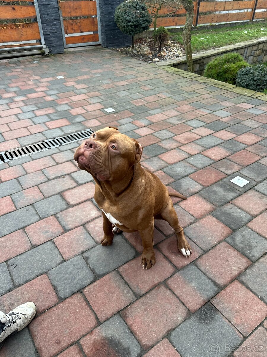 American Bully XL s PP - 2