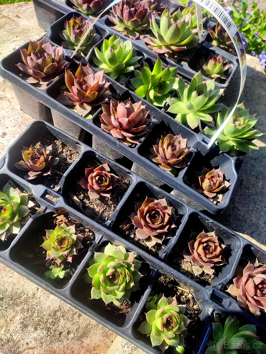 Netřesky - multipack 10 kusů - 2