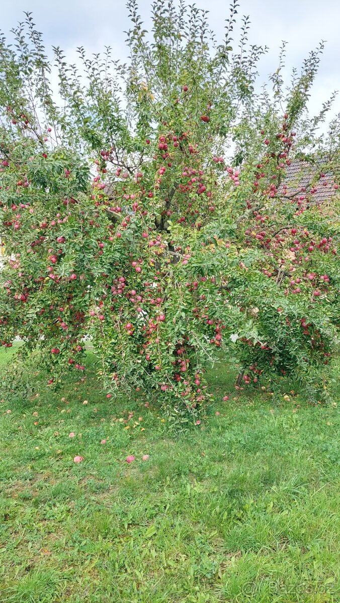 Výborná jablka - 2
