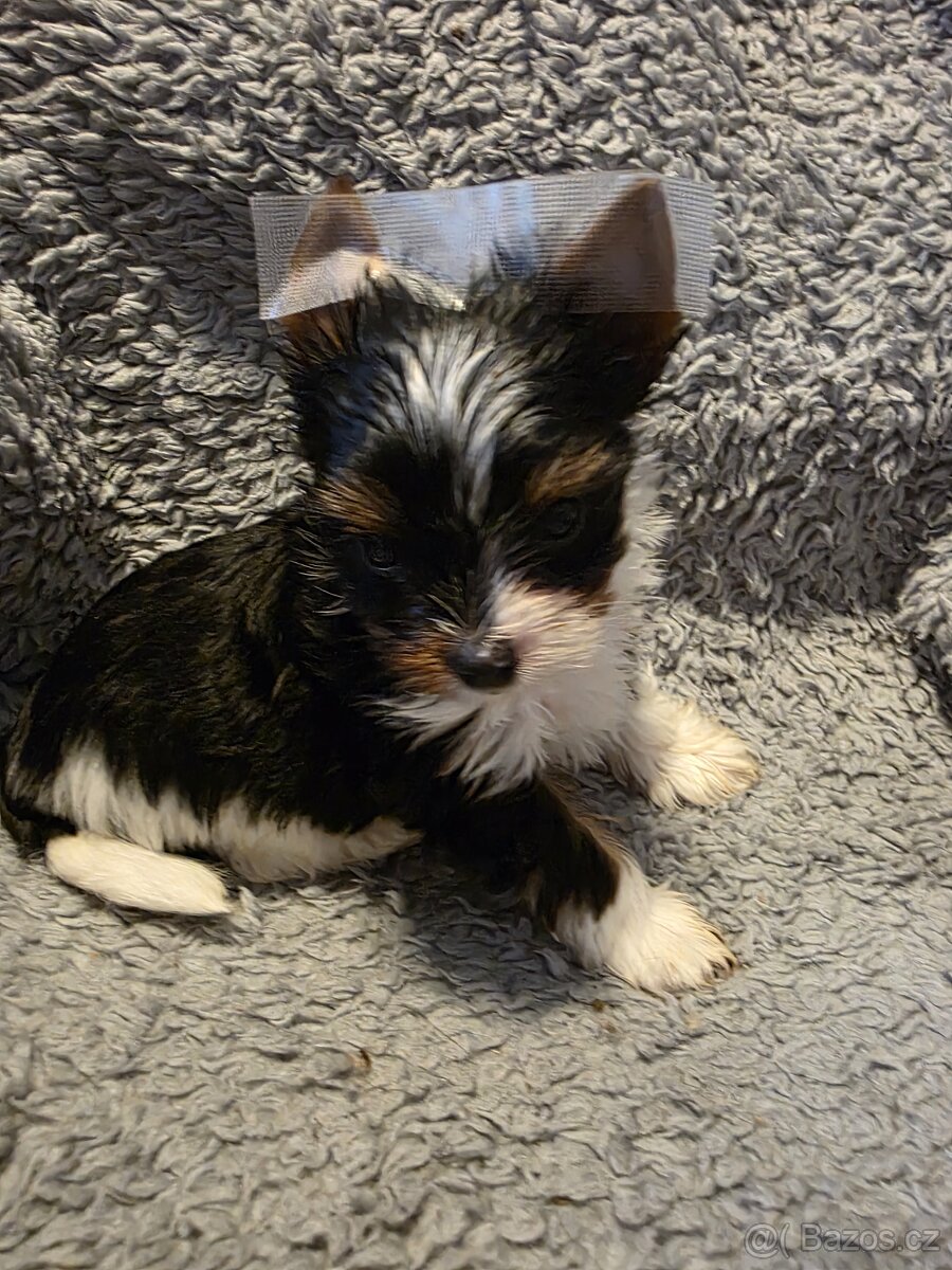 Jorkšířský teriér s PP - 2