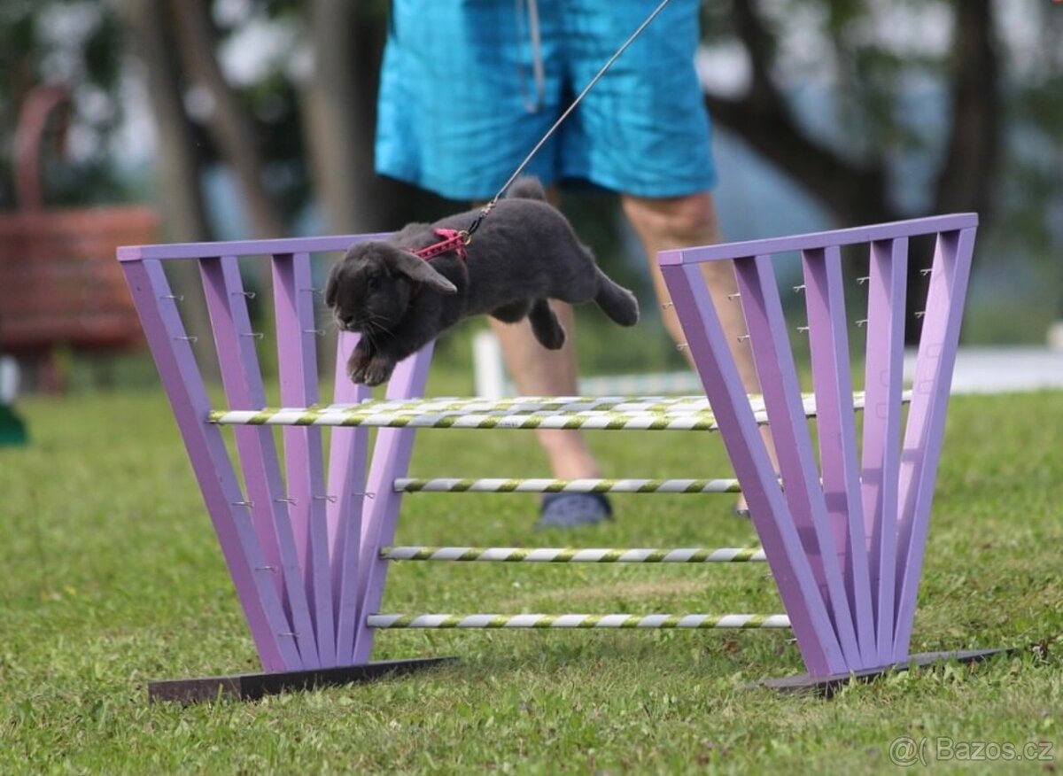 Nabízím předváděcí akci králičího hopu - 2
