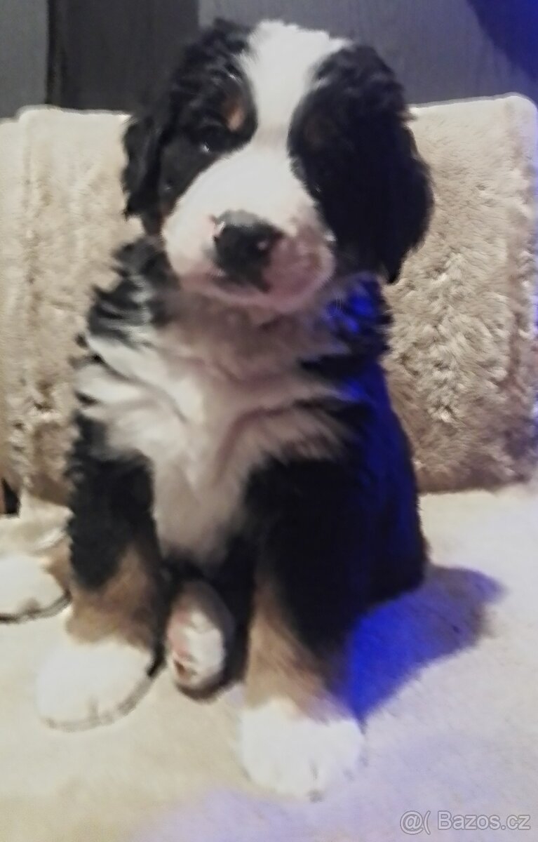 Bernský salašnický pes, štěňata bez PP - 2