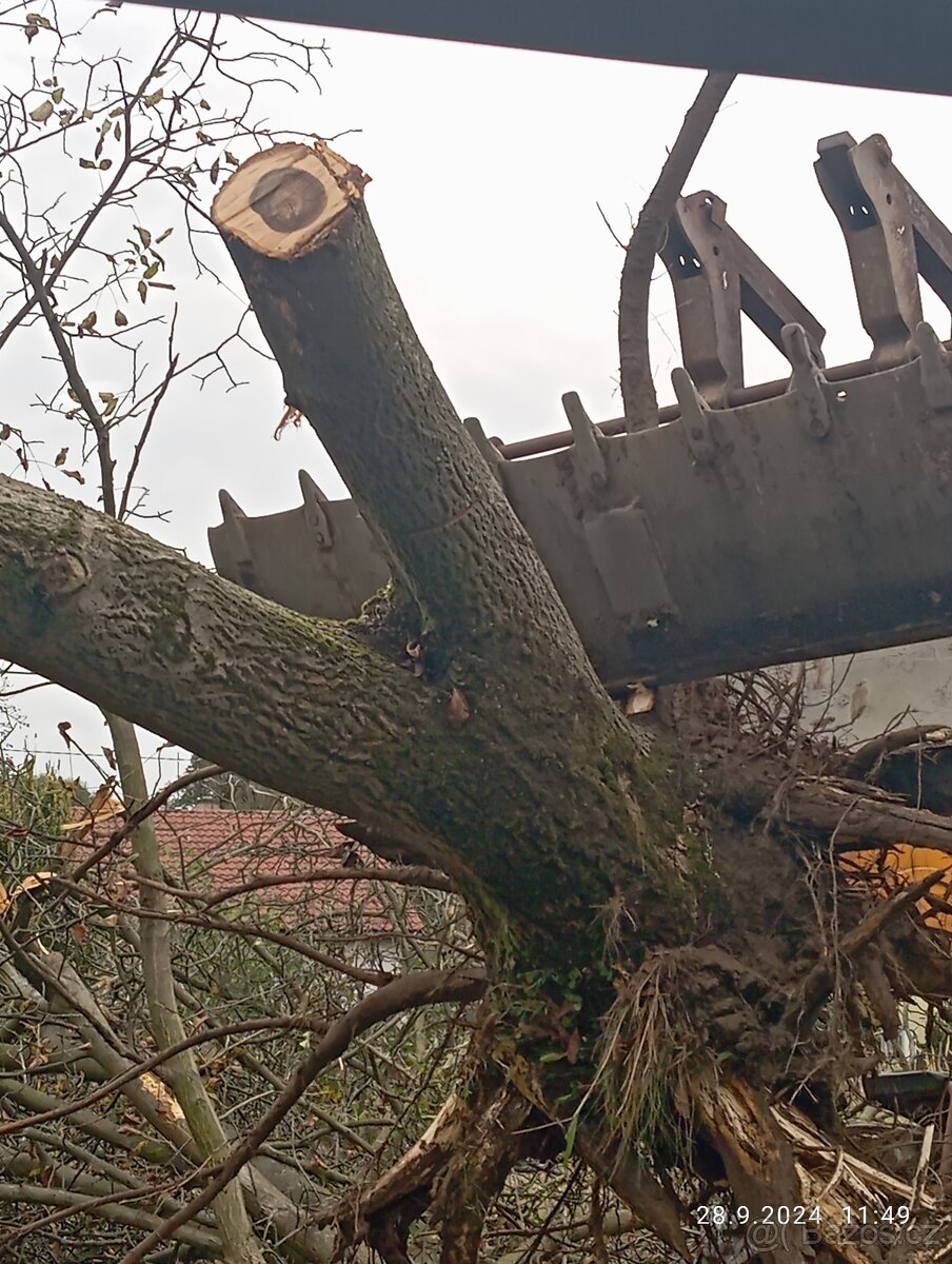 Prodám čerstvě poražený ořech - 2