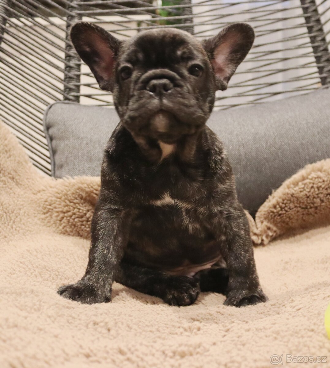 Francouzský buldoček s PP FCI - 2