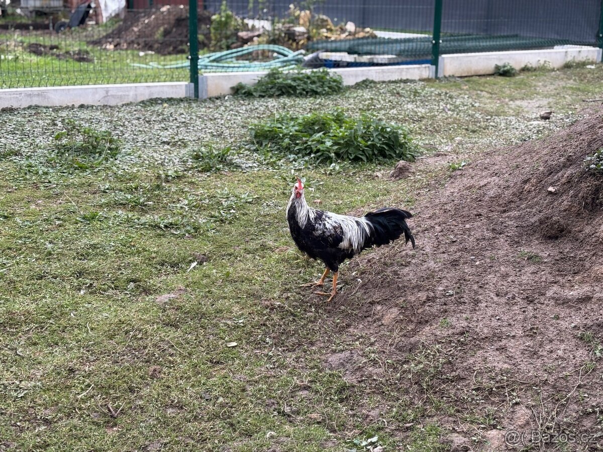 Kohouti Vlašky stříbrné - 2