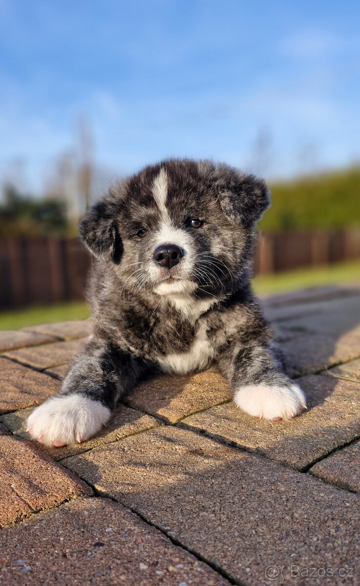 Akita inu, pejsek s PP. - 2