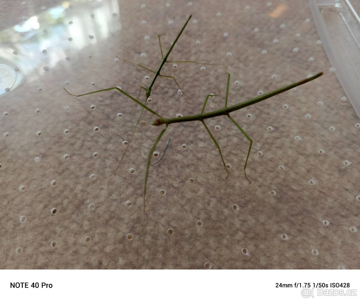 Pakobylky indicke - 2