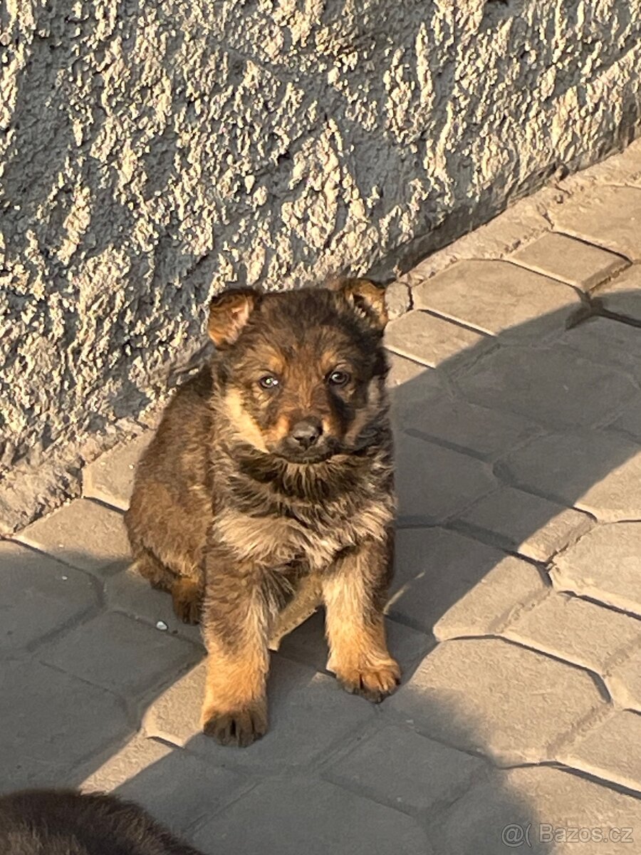 Štěňata německý ovčák bez PP - 2