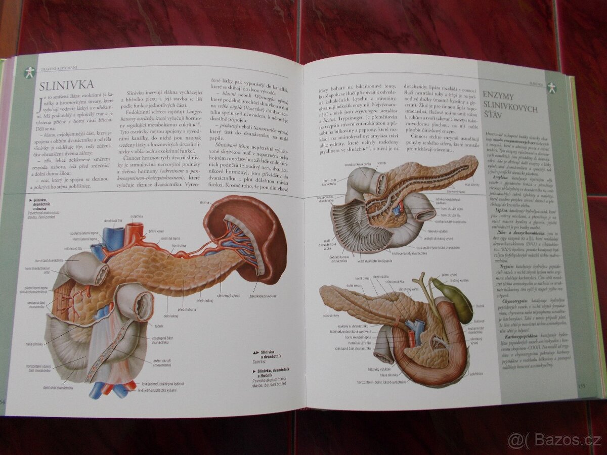 Ilustrovaný atlas Anatomie - 2