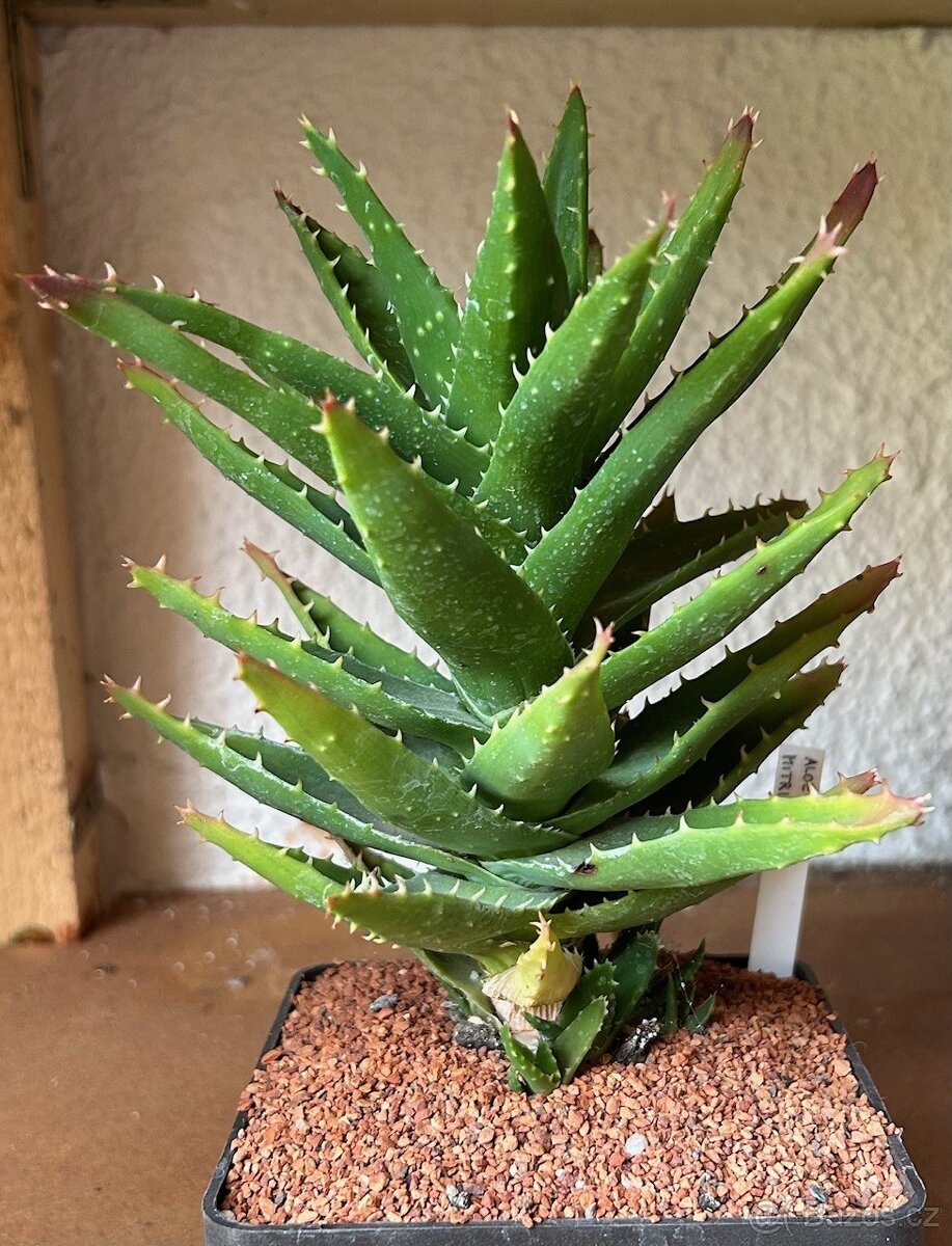 Přebytky kaktusů a sukulentů - 2