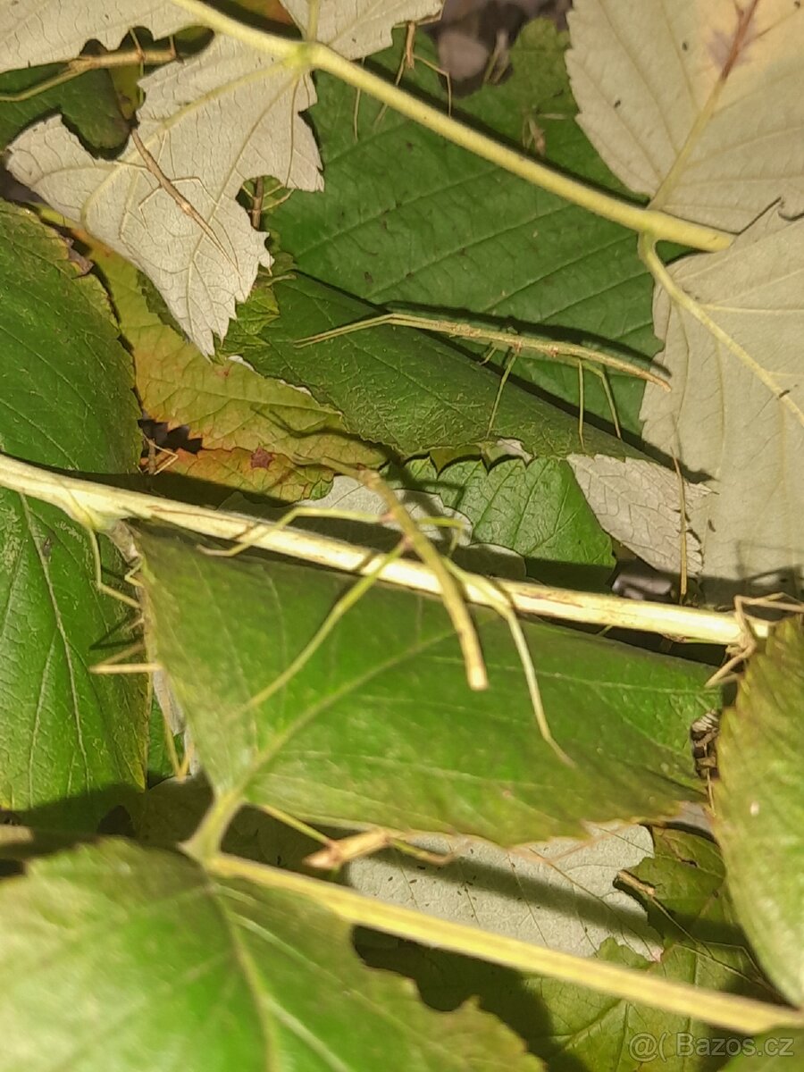 Pakobylka rohatá - 2