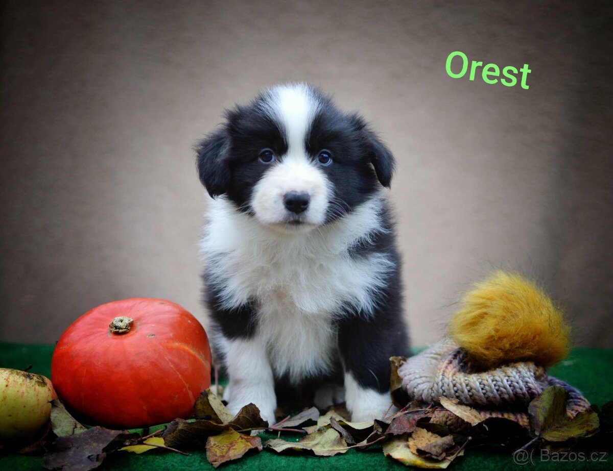 Border kolie s PP - 2