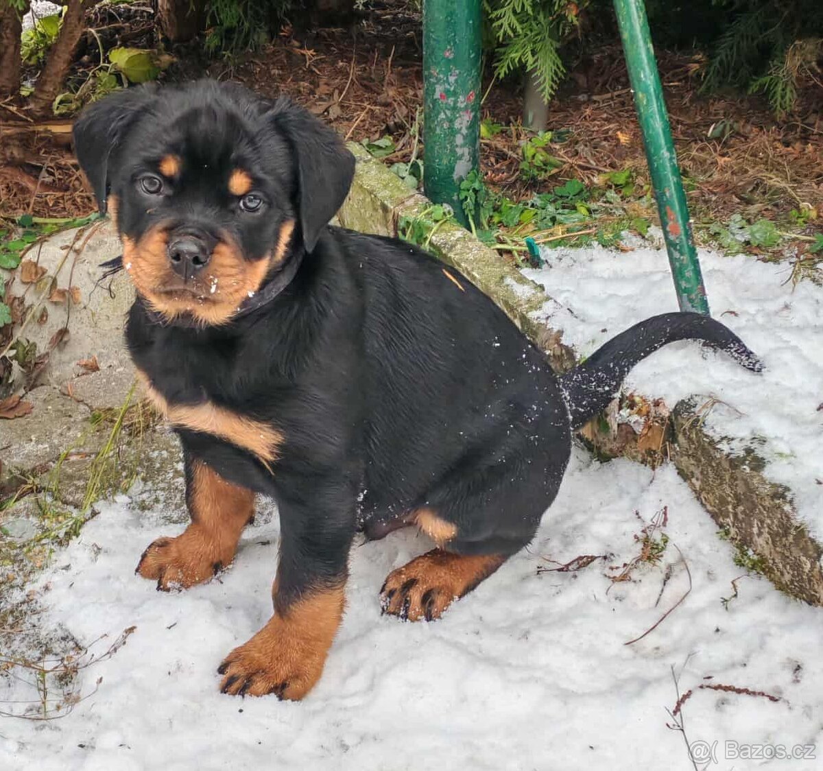 Rotvajler,rottweiler,RTV, šteniatka rottweilera - 2