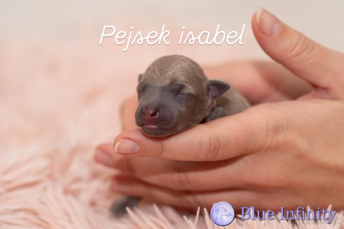 Italský chrtík s PP - 2