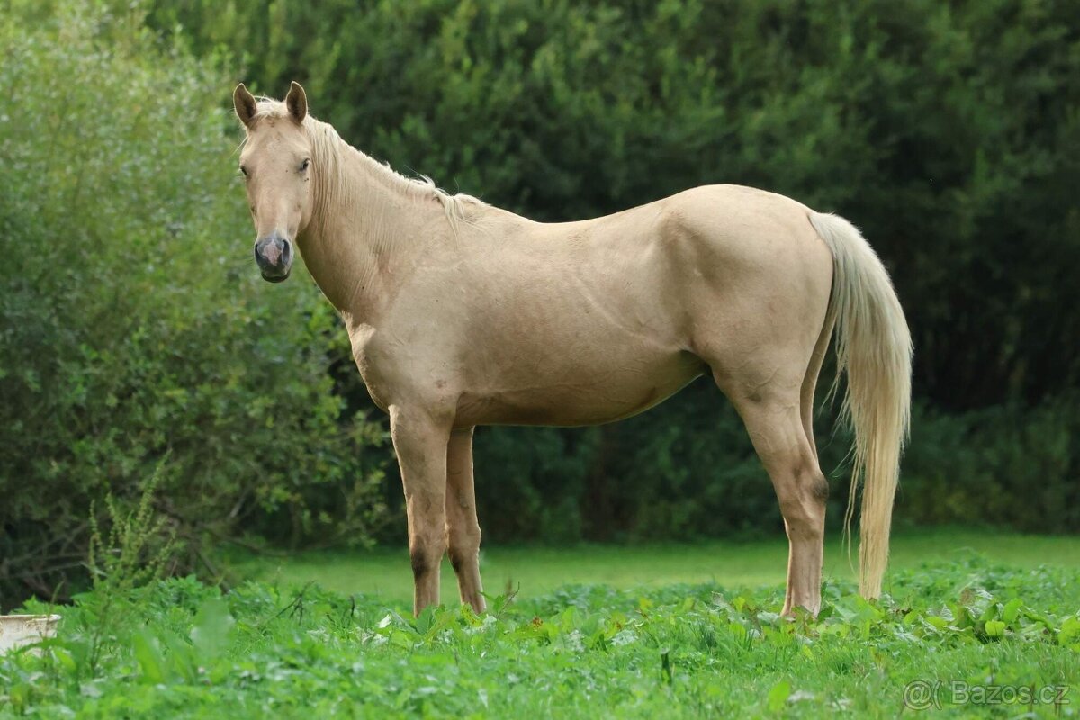 Prodám hřebce Kůň Kinský, - 2