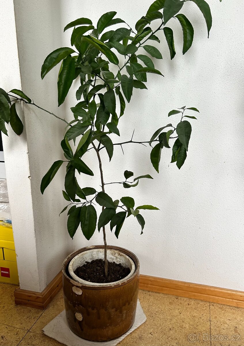 Vzrostlé pokojové rostliny - 2