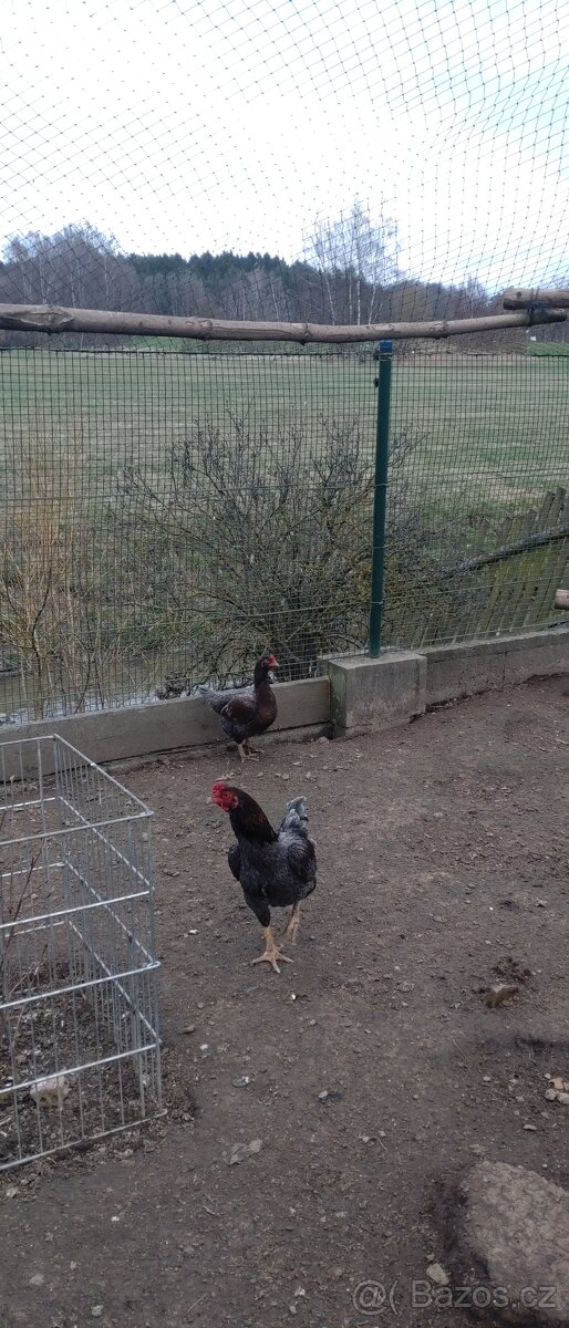 Indická bojovnice - 2