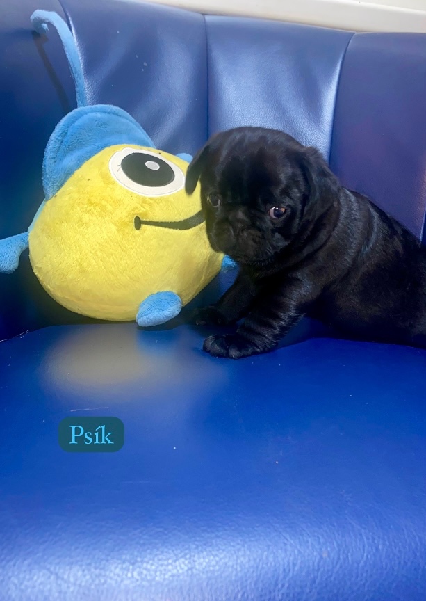 Mops - 2
