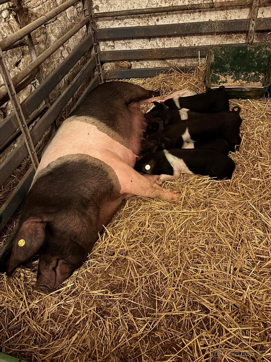 Přeštické prase - 2