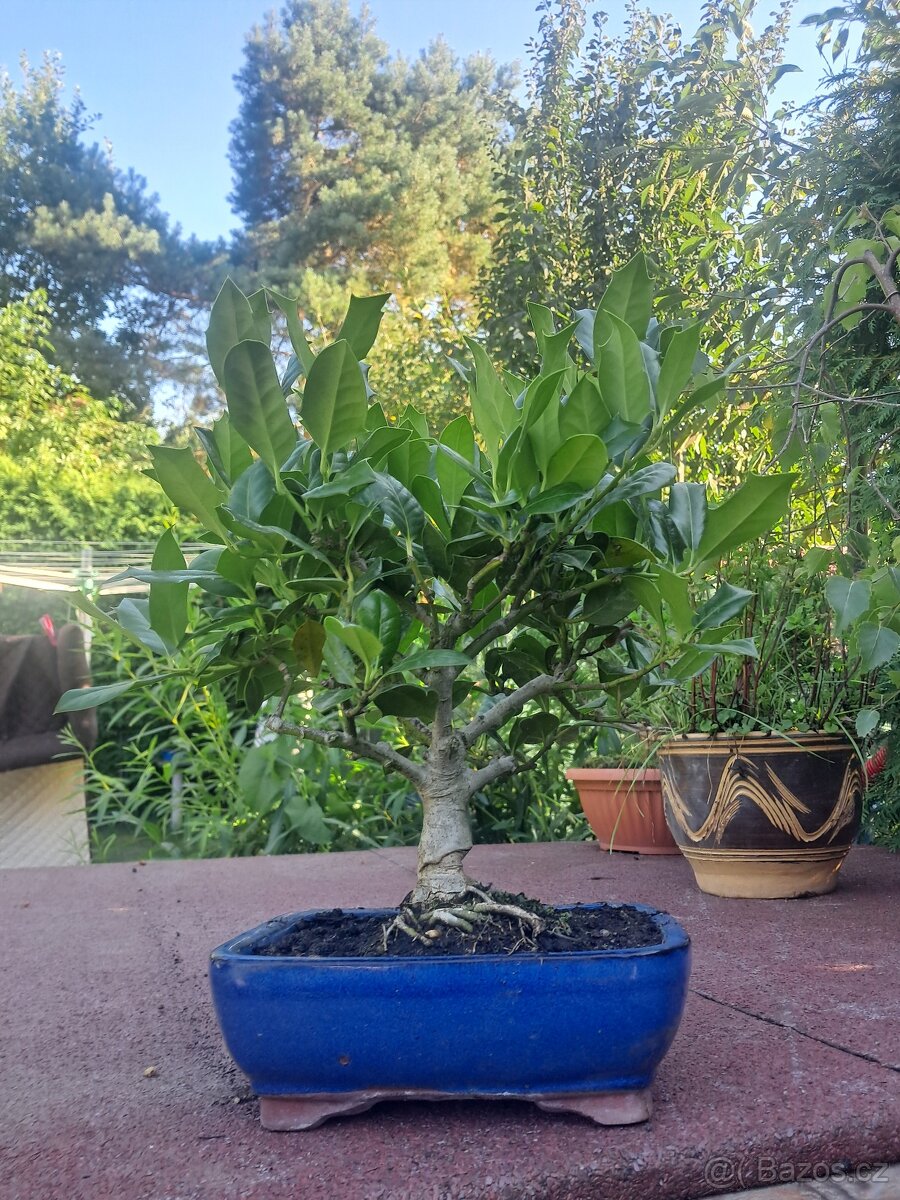 Bonsai,bonsaj Ilex - 2