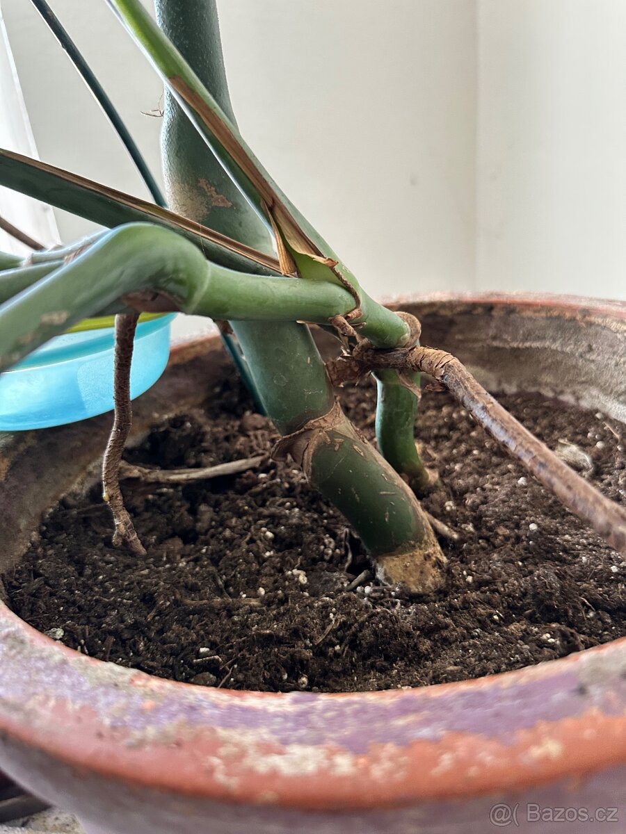 Monstera - 2