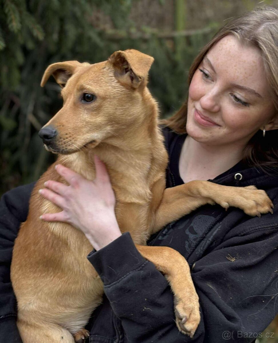 LEILA - štěně, fenečka 5 měsíců - 2