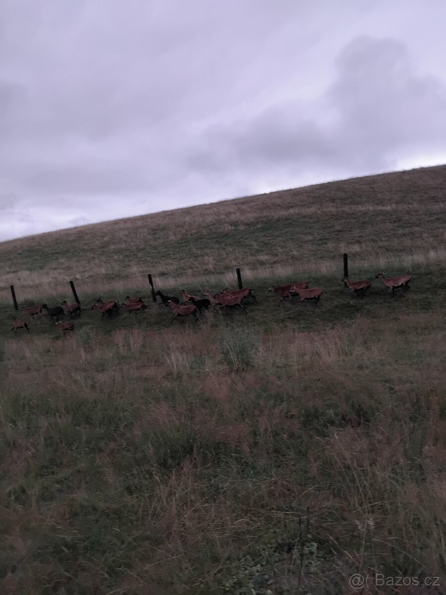 Kamerunské ovce - 2