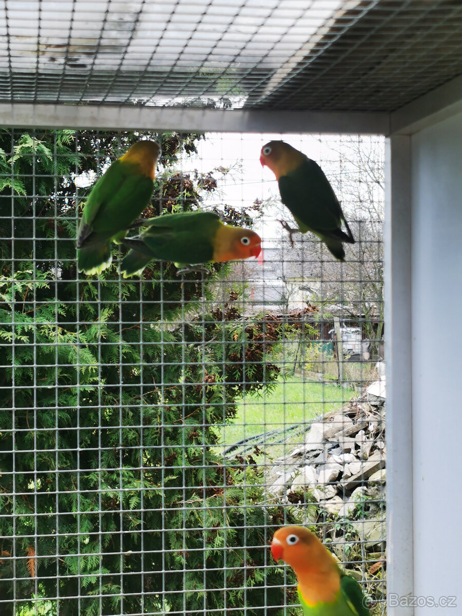 Agapornis Fischeri - 2