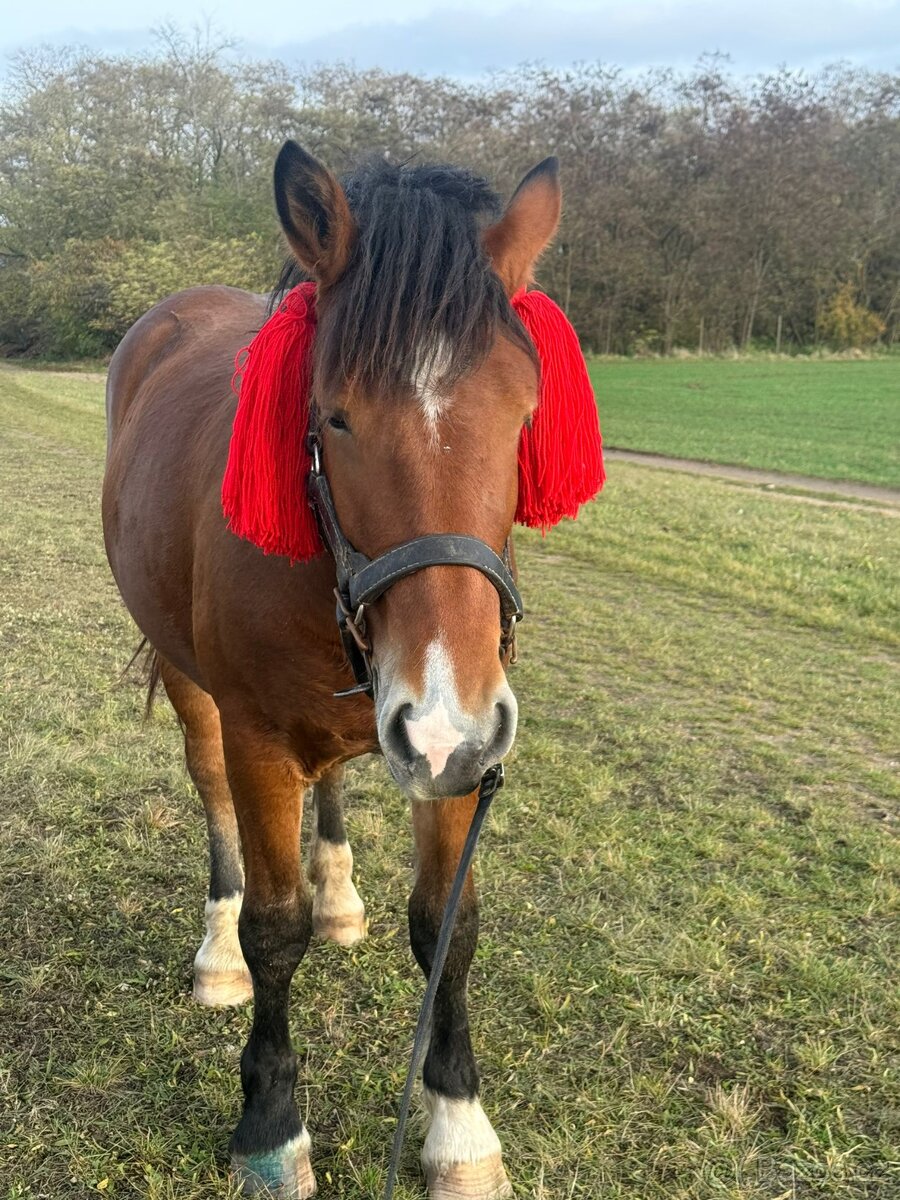 Mladý kůň NORD - 2