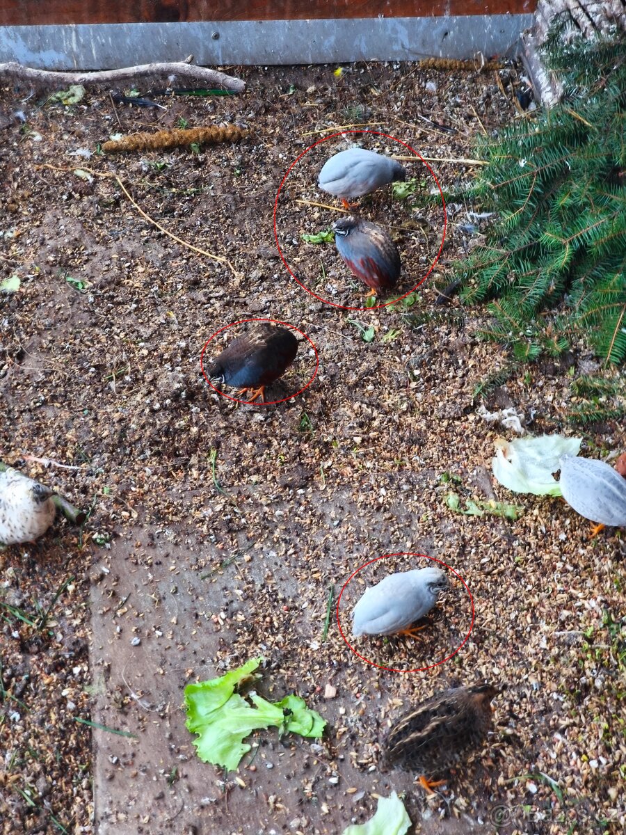 Křepelka čínská - 2