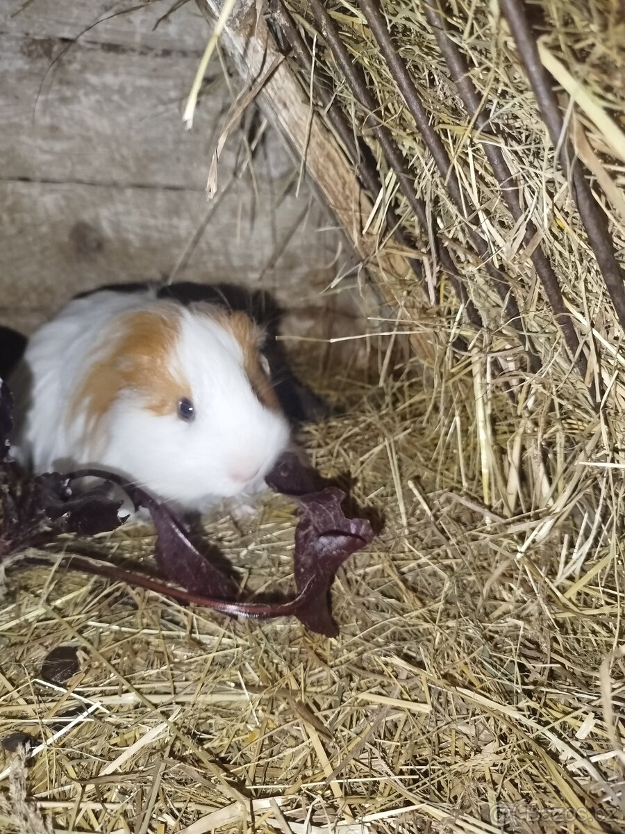 Morče samička zdarma Slatina n Z - 2