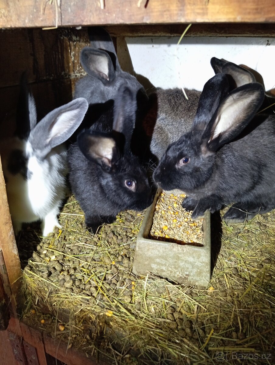 Prodám kralíky - 2