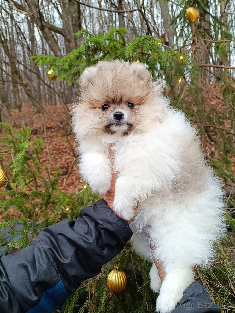 Pomeranian s PP - 2