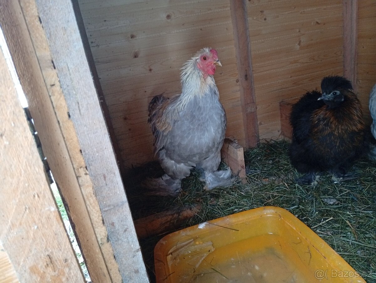 Brahmánky zdrobnělé a hedvábnicky - 2