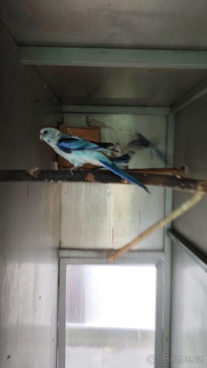 Rosela modrá na ino - 2