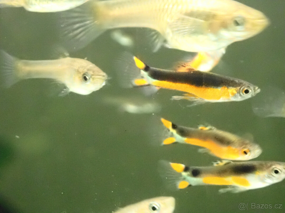 živorodka Wingeova - var. Santa Maria - 2