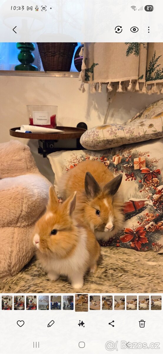 Zakrslý králík lvíček x masný - 2