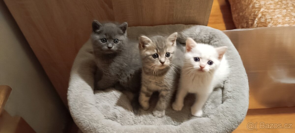 Britská koťata bez PP - 2