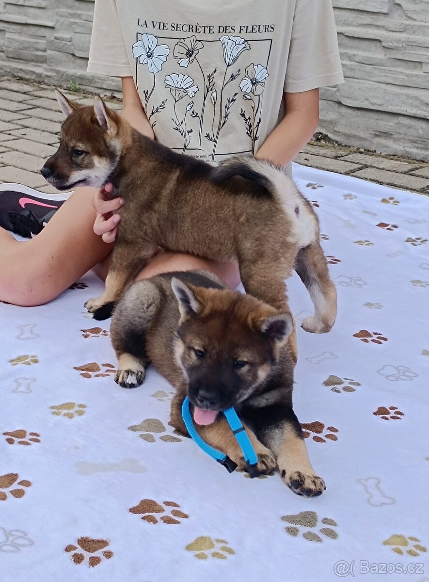 Československý vlčák - Shikoku - 2