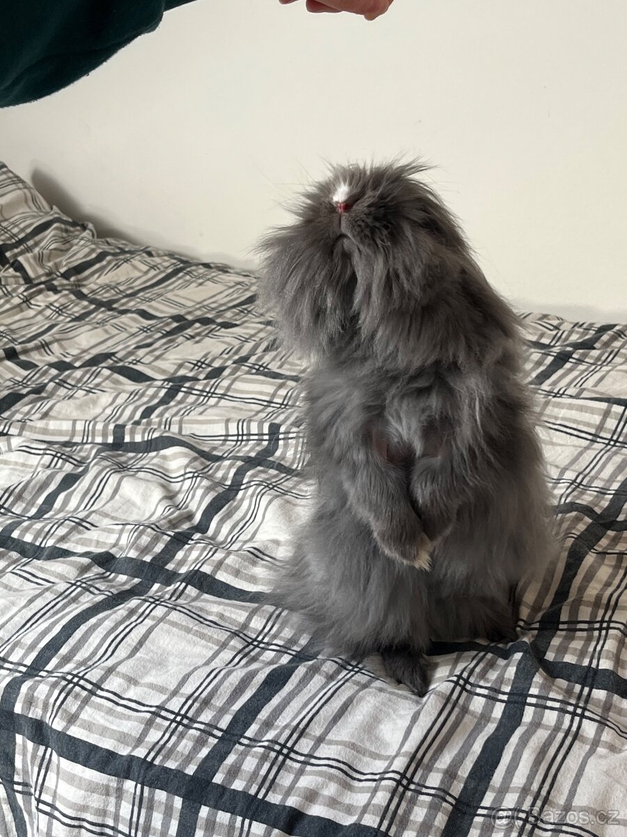 Samička králíka + klec - 2