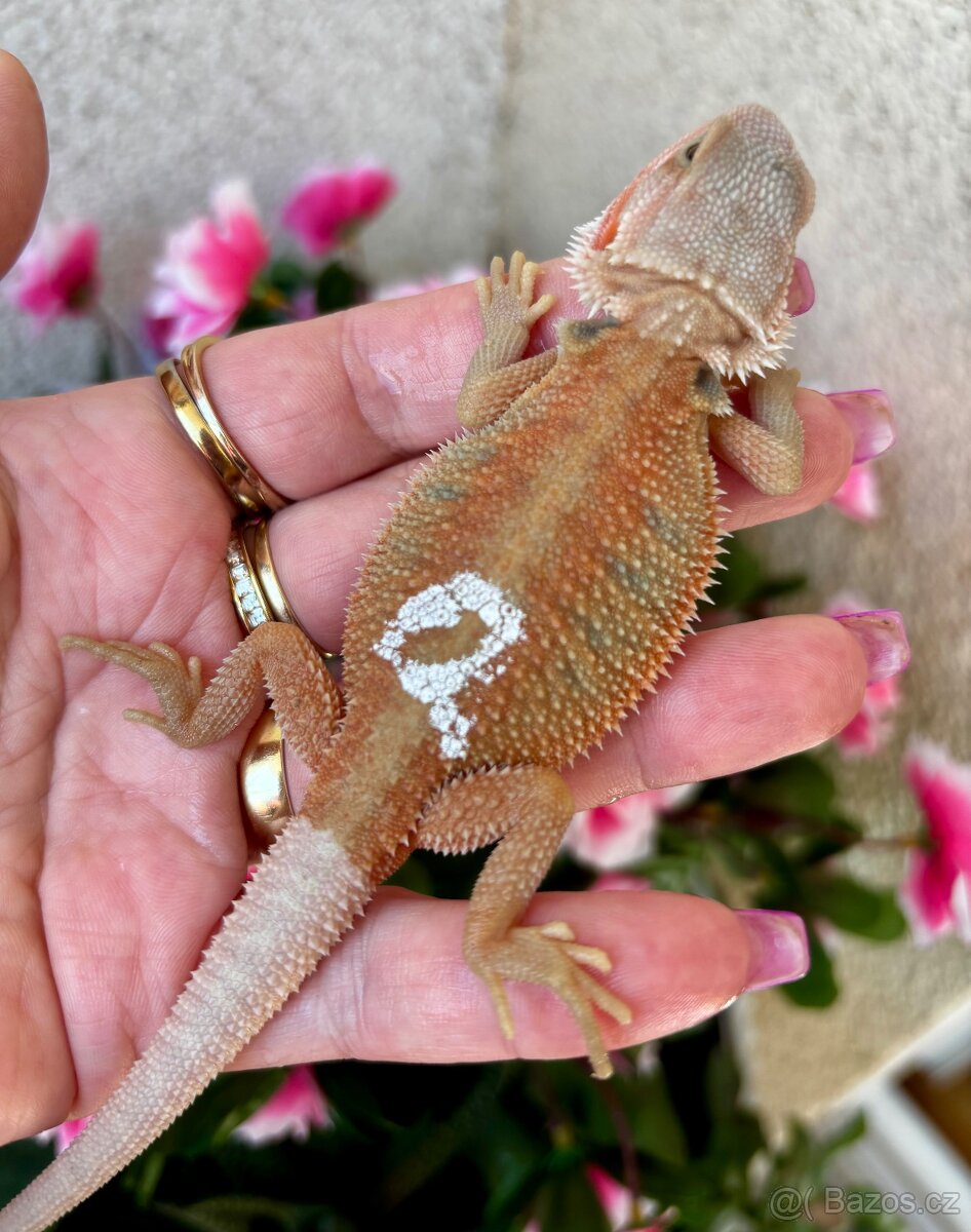 Agama vousata - samička Hypo het Trans 100% het Witblits - 2