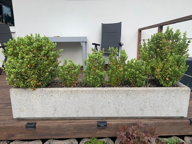 Buxus - 2