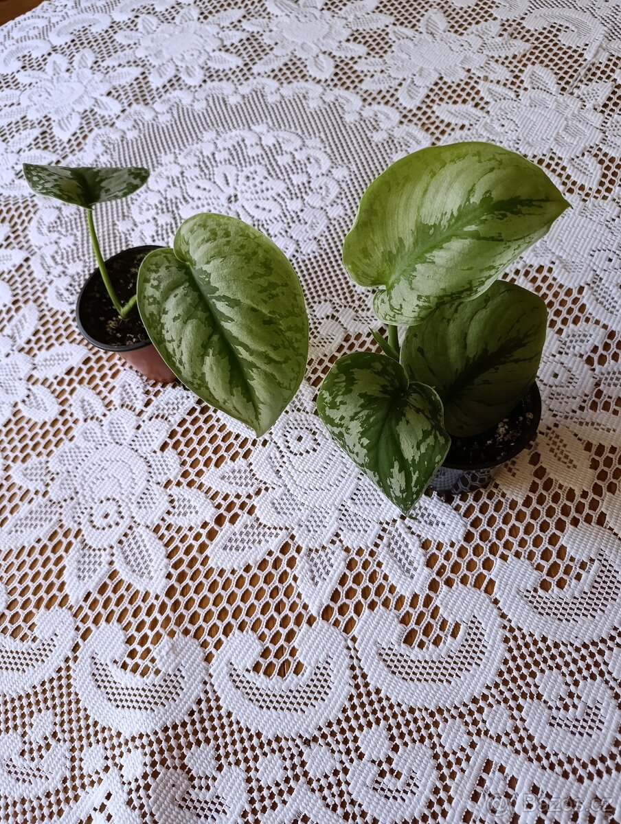 SCINDAPSUS PICTUS TREBIE - 2