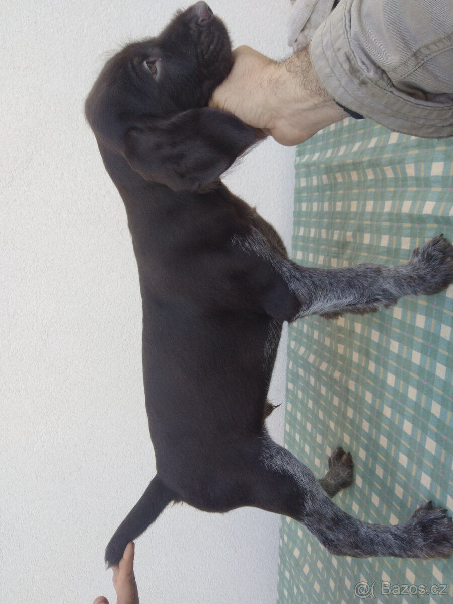 Německý drátosrstý ohar štěňata - 2