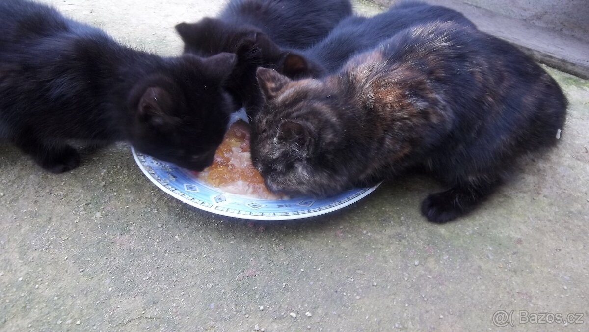 Koťata - 2