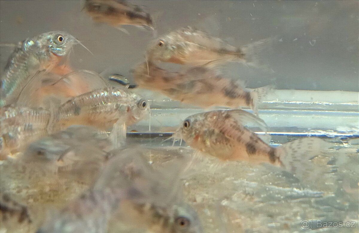 Prodám pancéřníčky Corydoras paleatus - 2